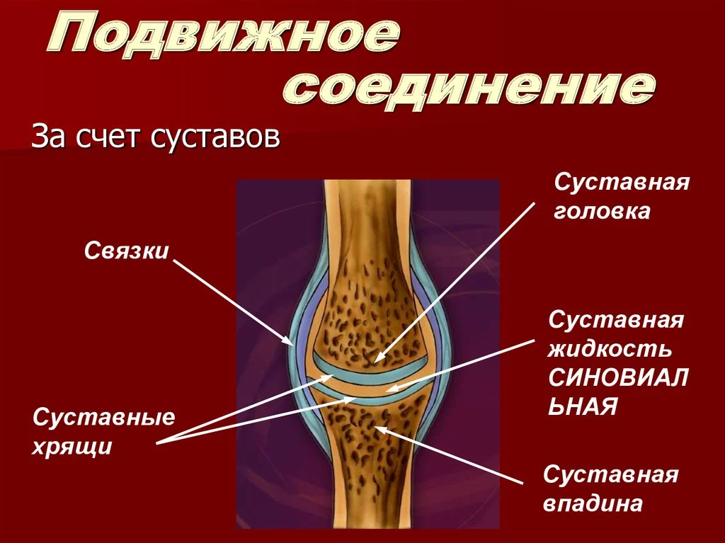 Почему суставы и связки считаются самыми уязвимыми частями организма?
