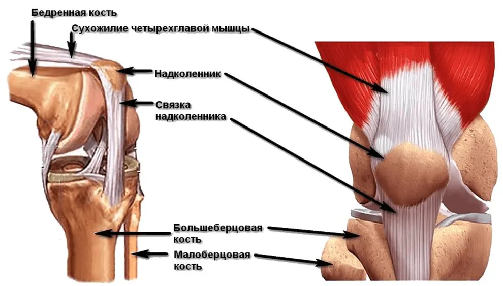 Почему суставы и связки считаются слабым звеном организма?